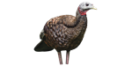 Avian- X - LCD Breeder Hen Decoy