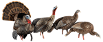 Decoys