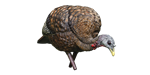Avian- X - LCD Feeder Hen Decoy