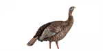 Avian- X HDR Hen Decoy Breeder/Lookout