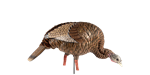 Avian- X HDR Feeding Hen Decoy